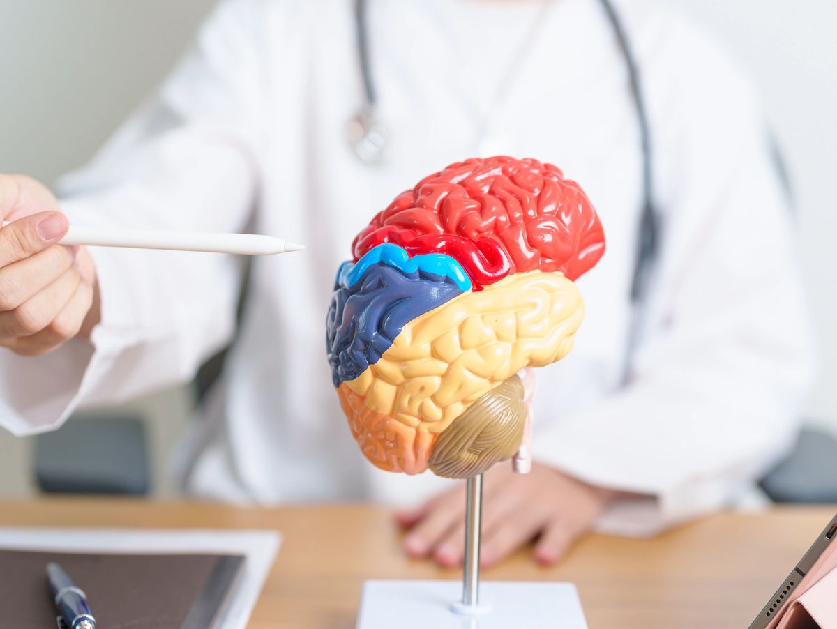 Anatomy teaching using a brain model